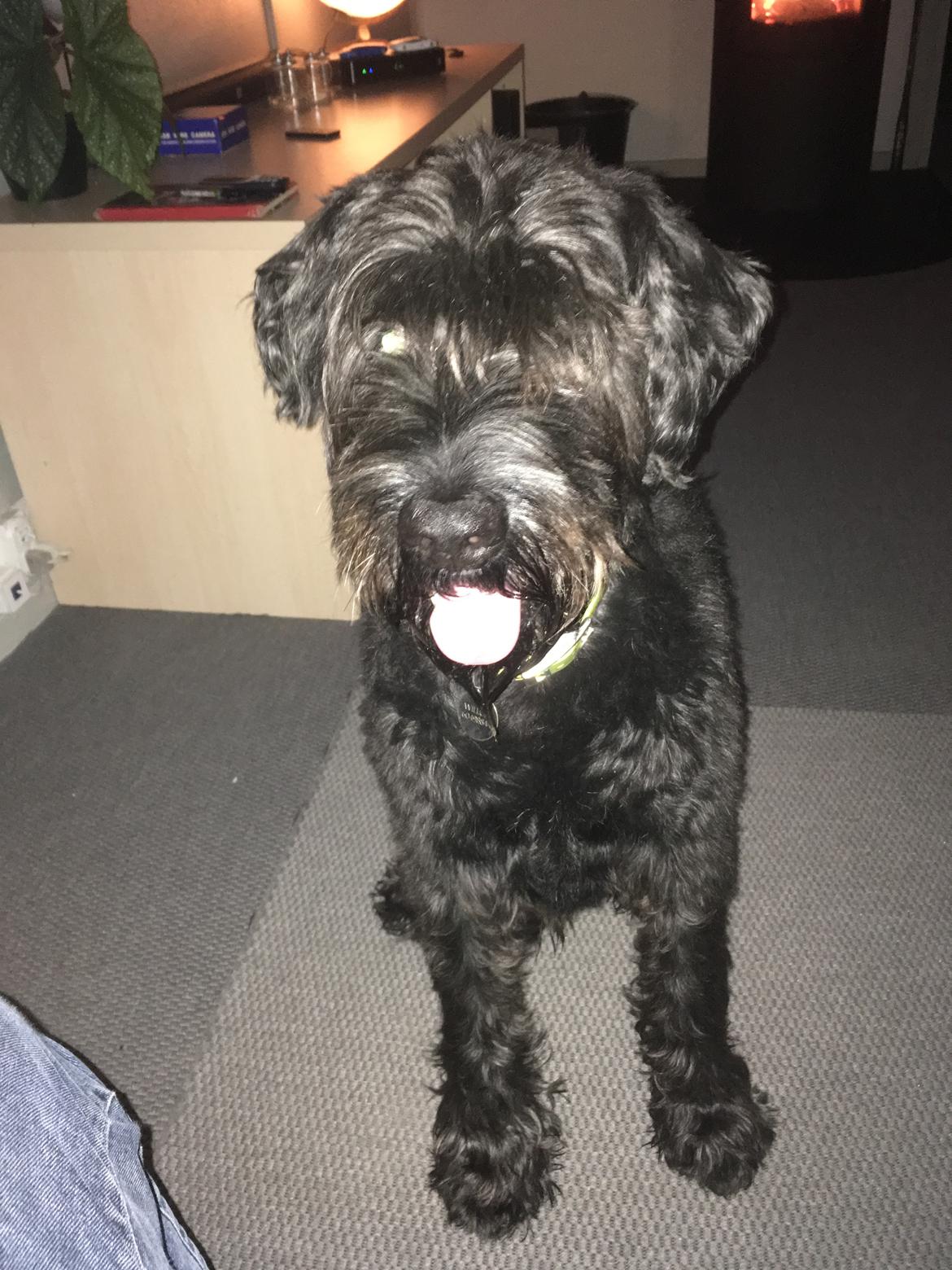 Riesenschnauzer willum 21/10-2007- 14/11-2018 ?? - På hans 11 års fødselsdag  billede 29