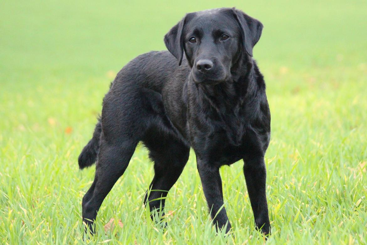 Labrador retriever Enya - okt 2018 billede 44