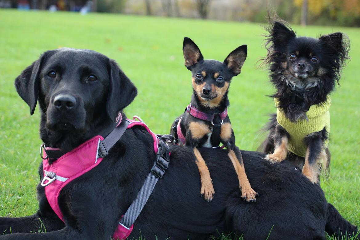 Labrador retriever Enya - 3/11-2018 billede 43