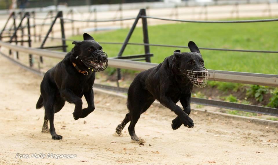 Labrador retriever Enya - Enya forest oktober 2018 billede 45