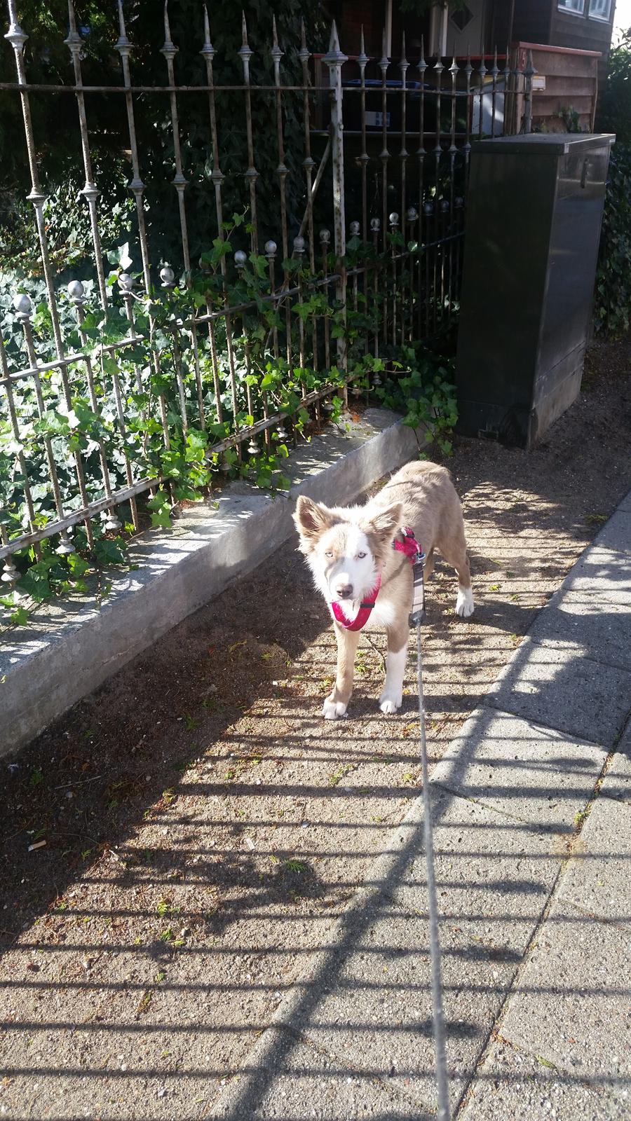 Border collie Alba billede 9