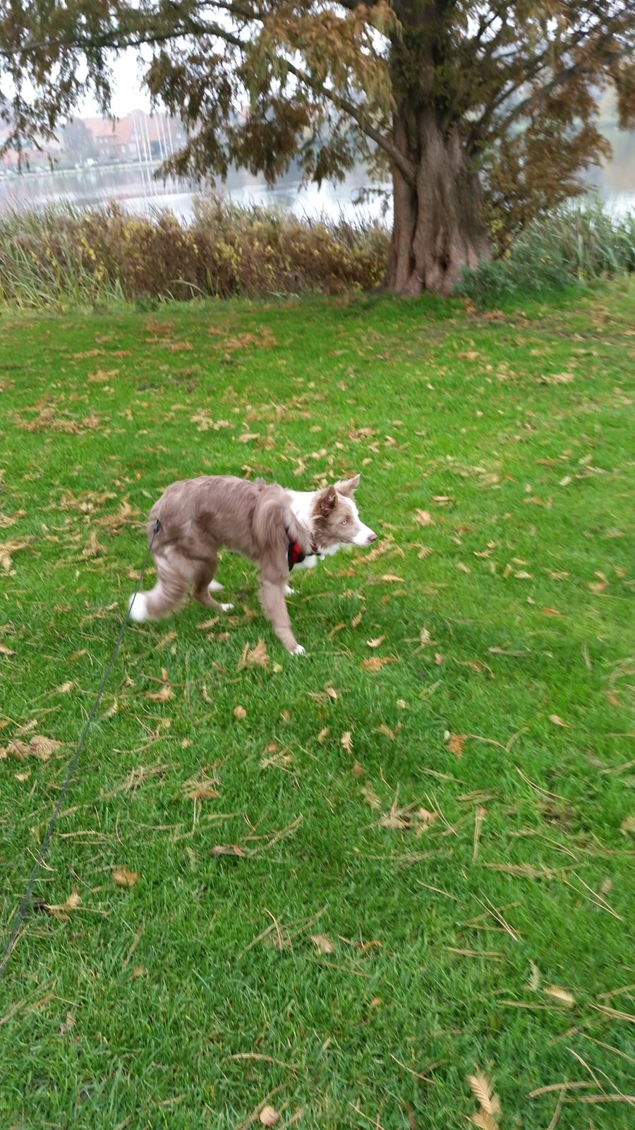 Border collie Alba billede 3