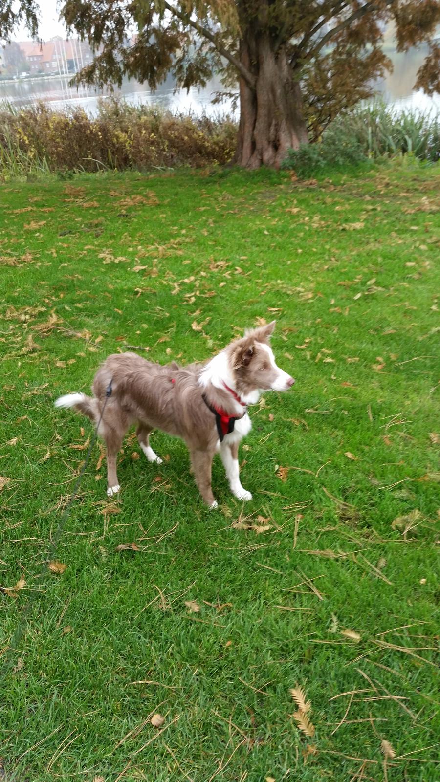 Border collie Alba billede 2