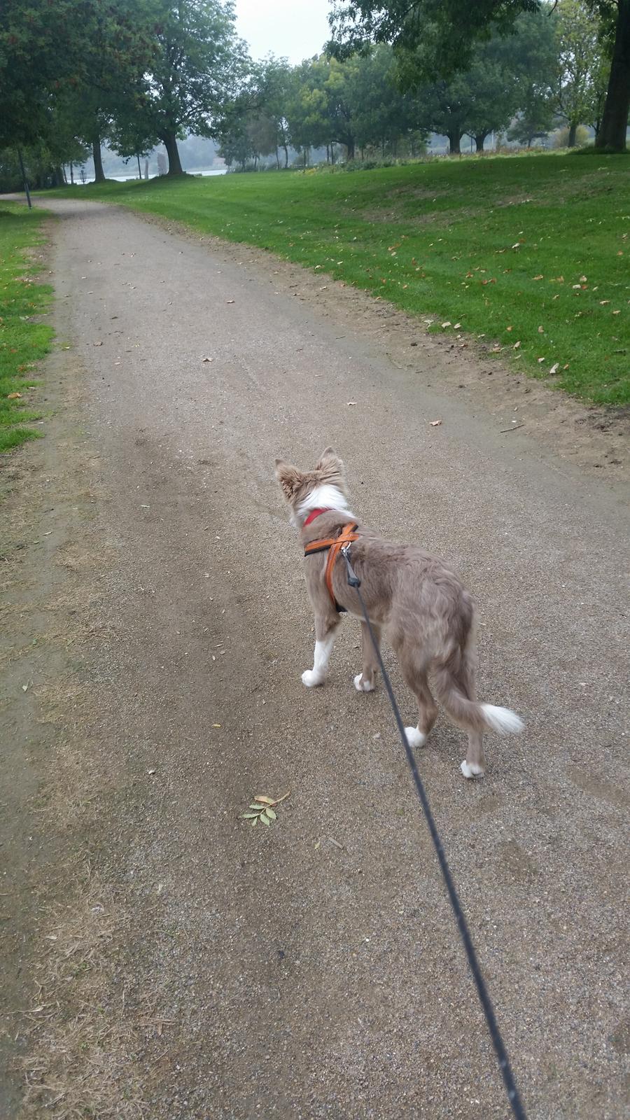 Border collie Alba billede 7