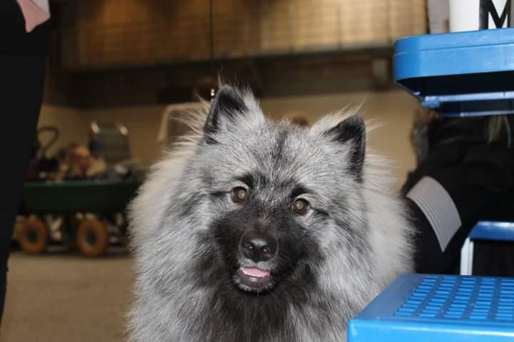 Keeshond Asdis - House of Keesgaard A Silver Past  billede 3