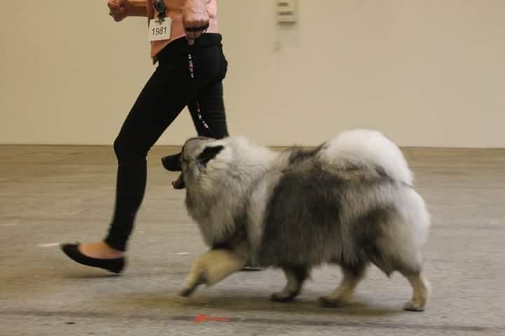 Keeshond Asdis - House of Keesgaard A Silver Past  billede 25