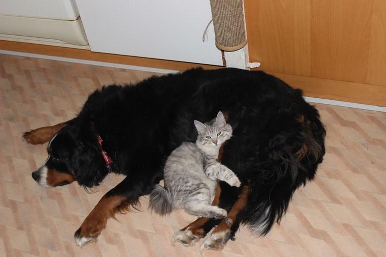 Berner sennenhund AnnaBella billede 45