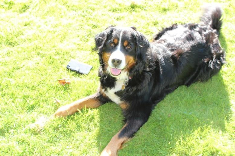 Berner sennenhund AnnaBella billede 1