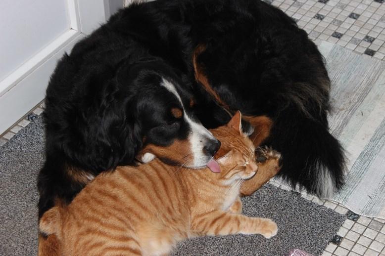 Berner sennenhund AnnaBella billede 46