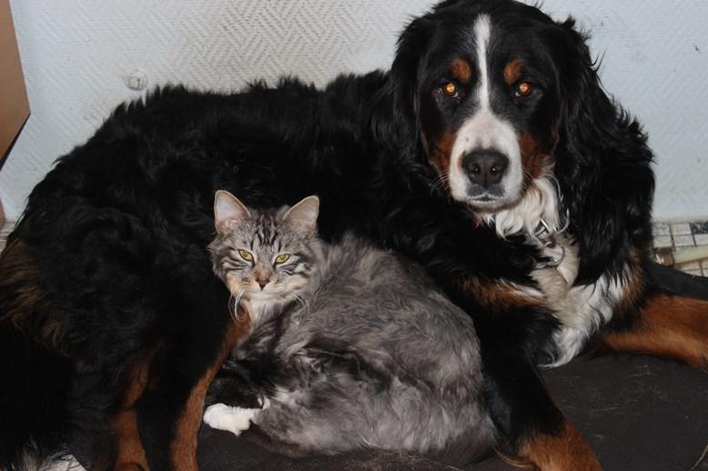 Berner sennenhund AnnaBella billede 48