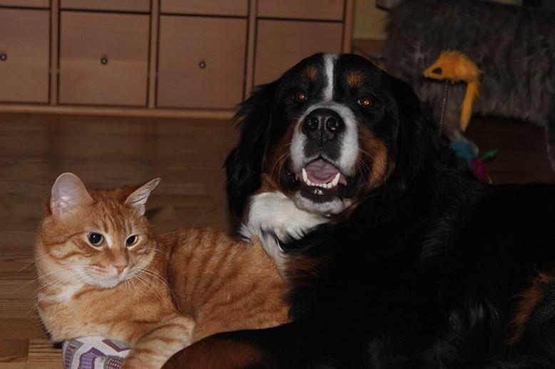 Berner sennenhund AnnaBella billede 49