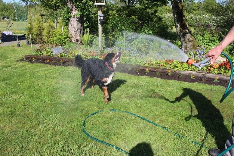 Berner sennenhund AnnaBella billede 50