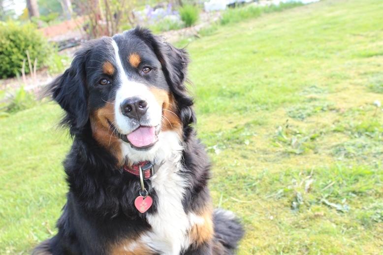 Berner sennenhund AnnaBella billede 2