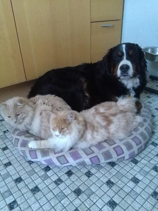 Berner sennenhund AnnaBella billede 47