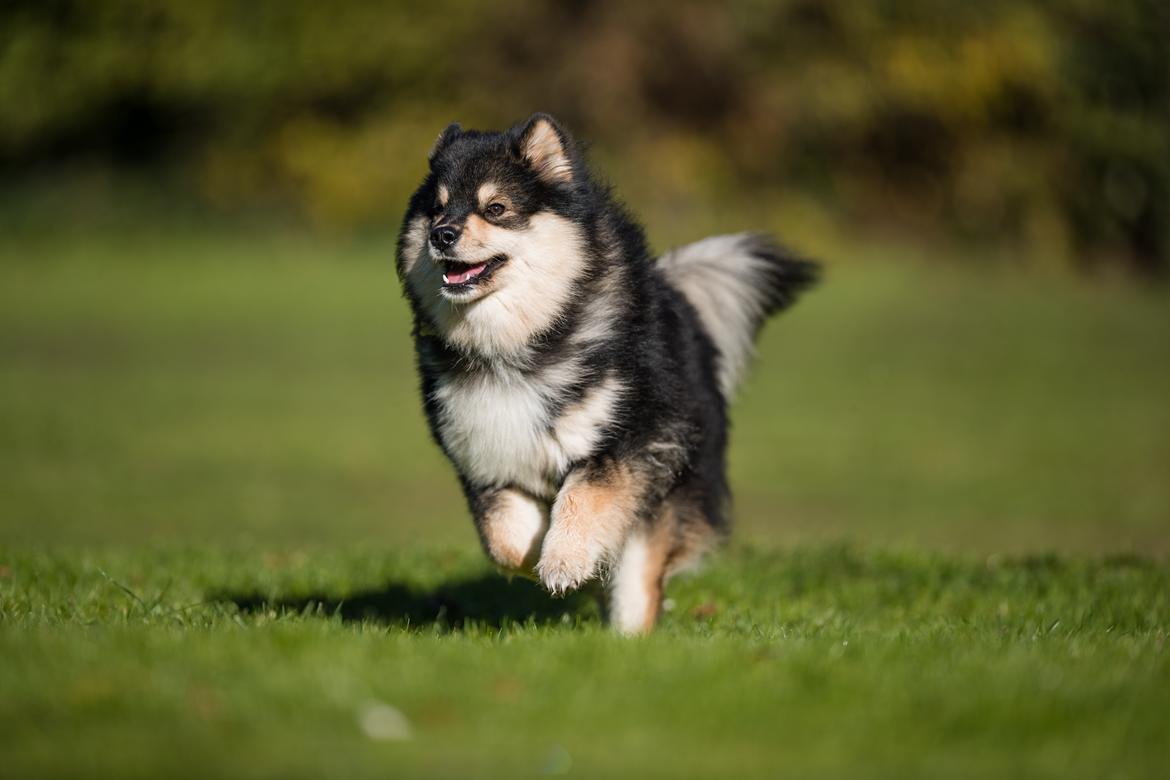 Finsk lapphund Eli billede 11
