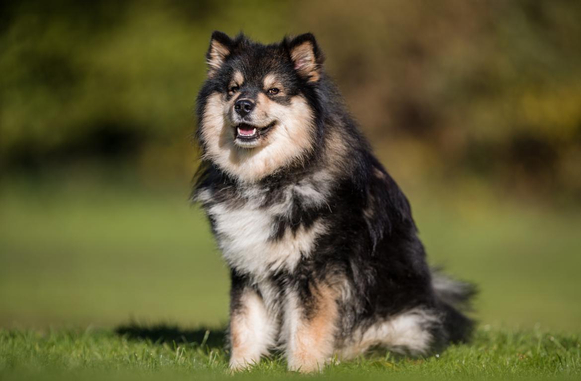 Finsk lapphund Eli billede 10