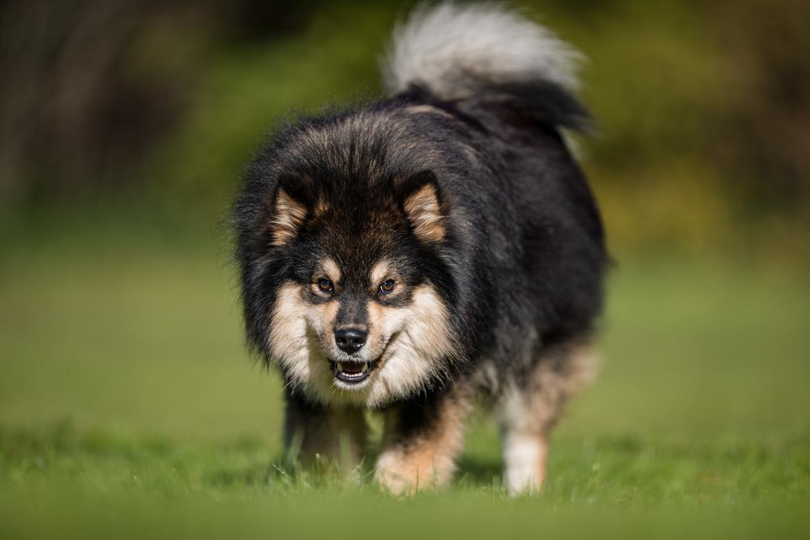 Finsk lapphund Eli billede 12