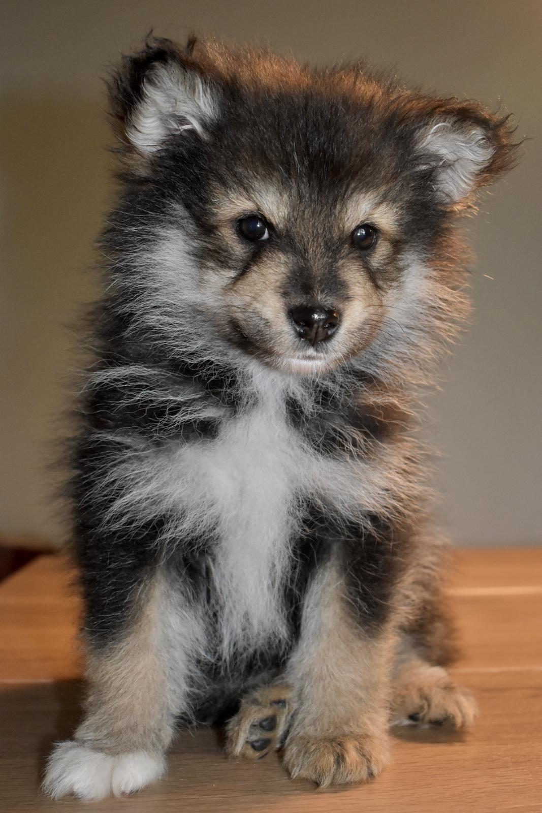 Finsk lapphund Eli billede 42