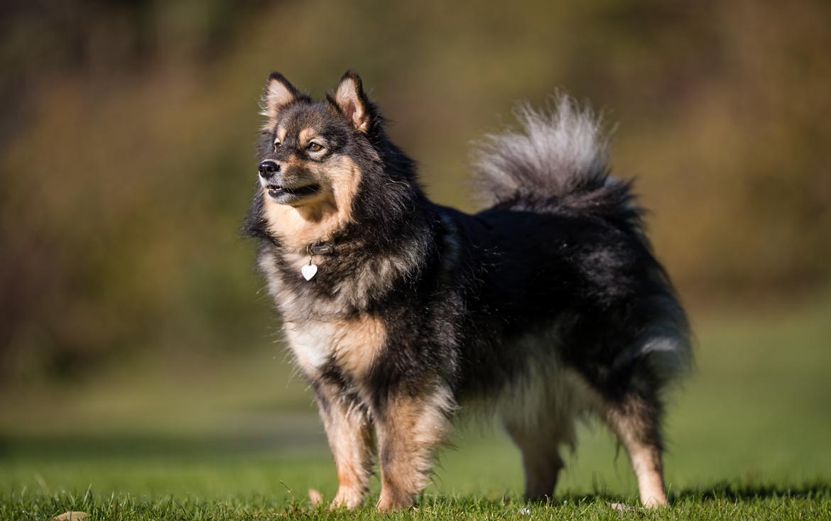 Finsk lapphund Silke  billede 4