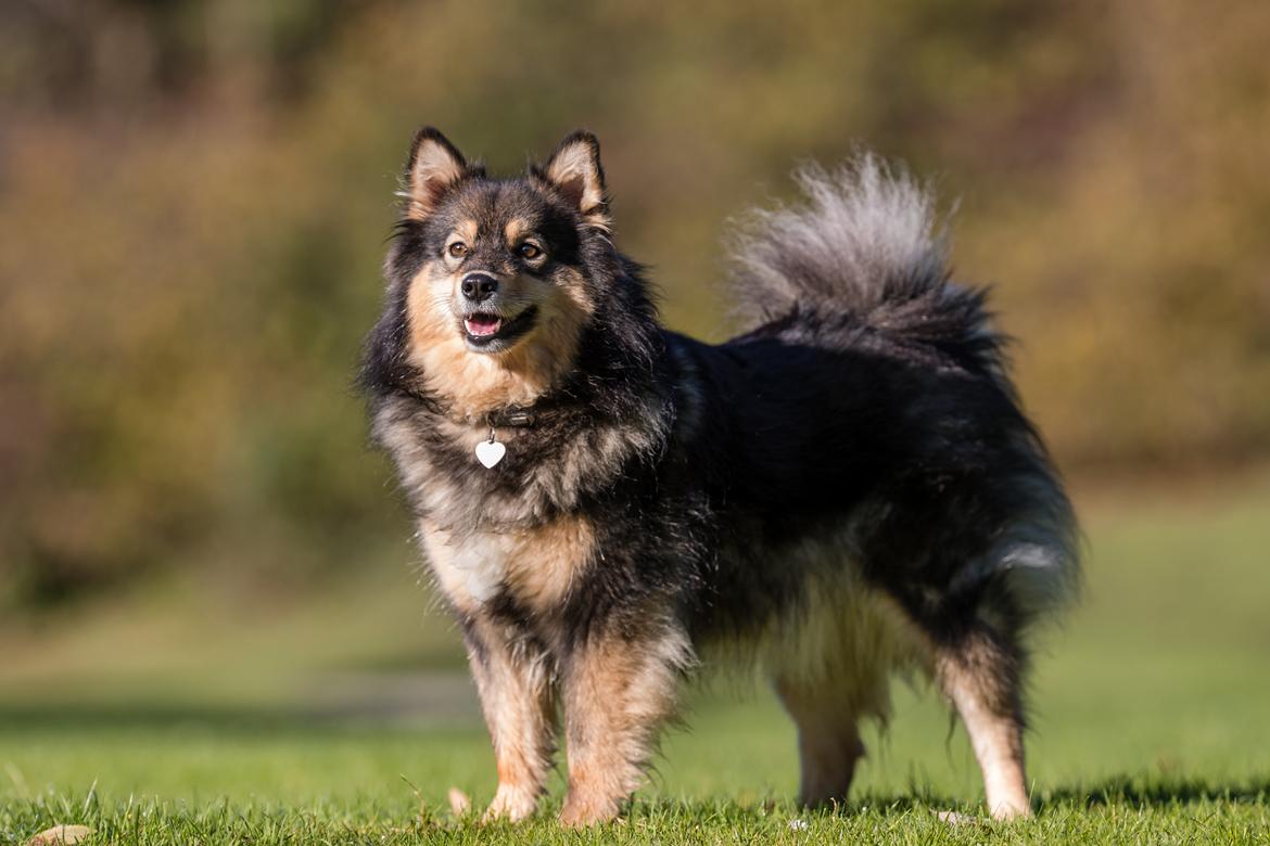 Finsk lapphund Silke  billede 3