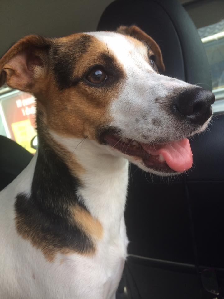 Dansk svensk gaardhund Maggie billede 17