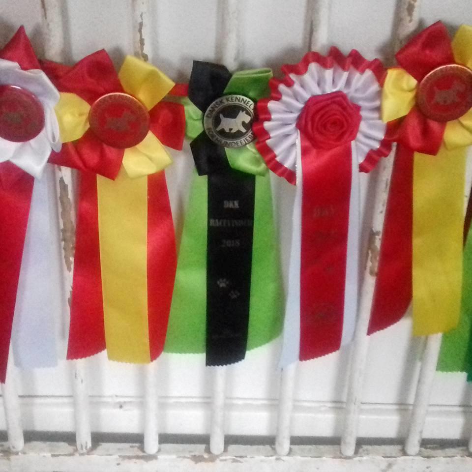 Rat Terrier Solgaards Baloo billede 7