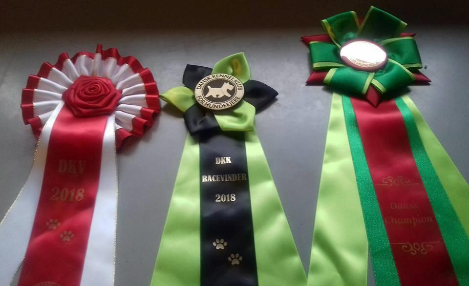 Rat Terrier Solgaards Baloo billede 8