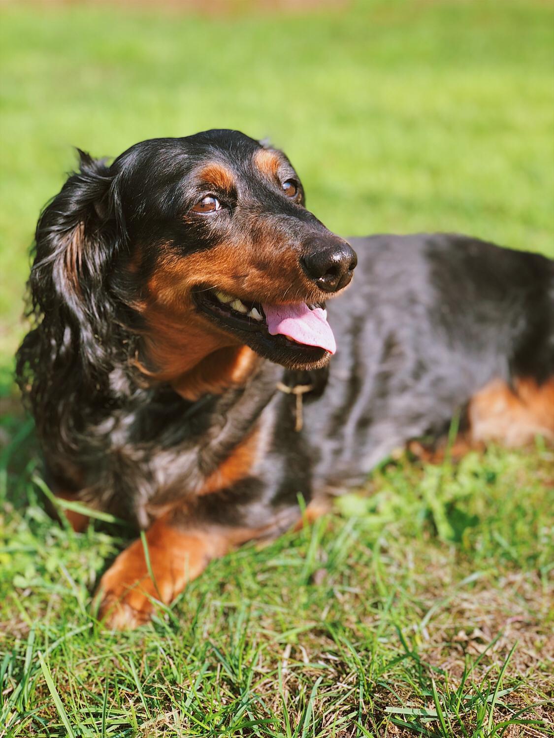 Dværggravhund Sveske billede 12