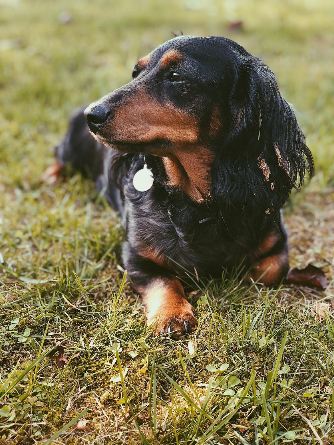 Dværggravhund Sveske billede 31