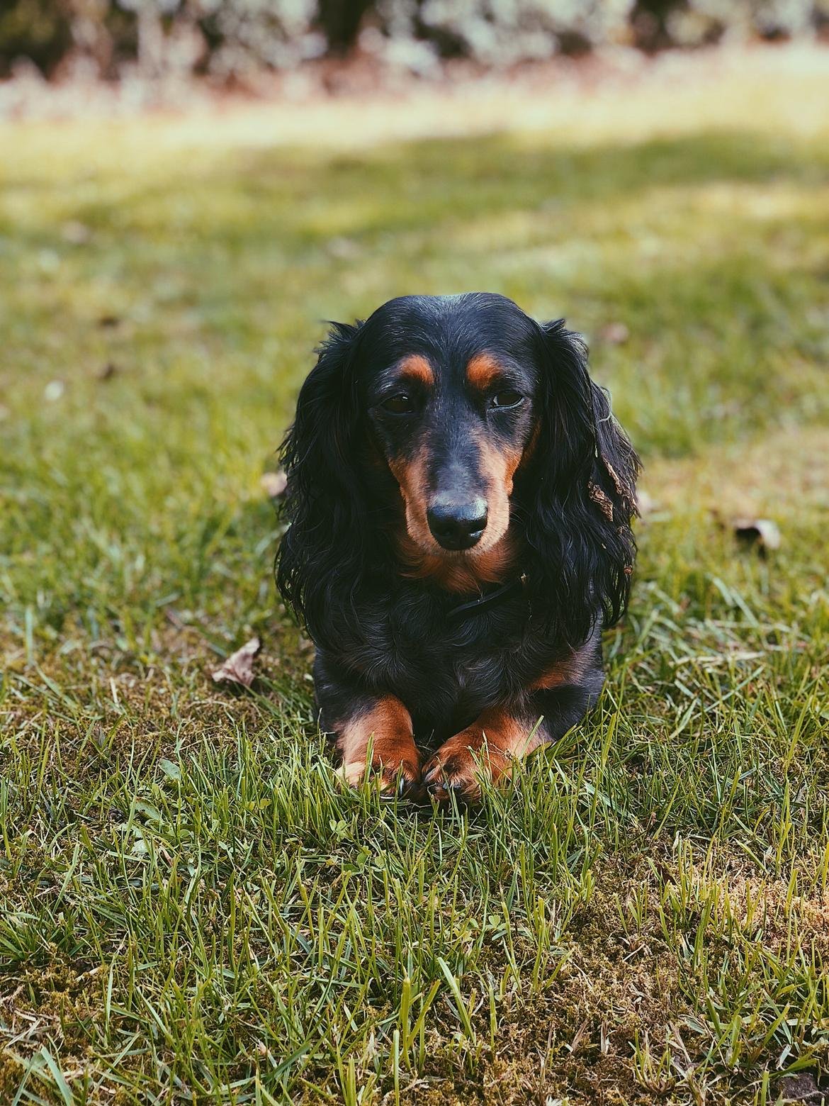 Dværggravhund Sveske billede 7