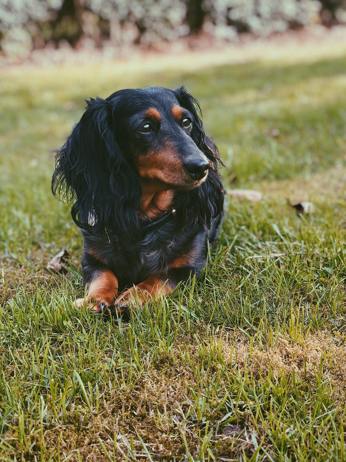 Dværggravhund Sveske billede 14