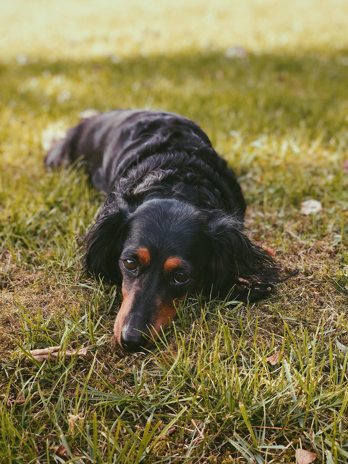 Dværggravhund Sveske billede 19