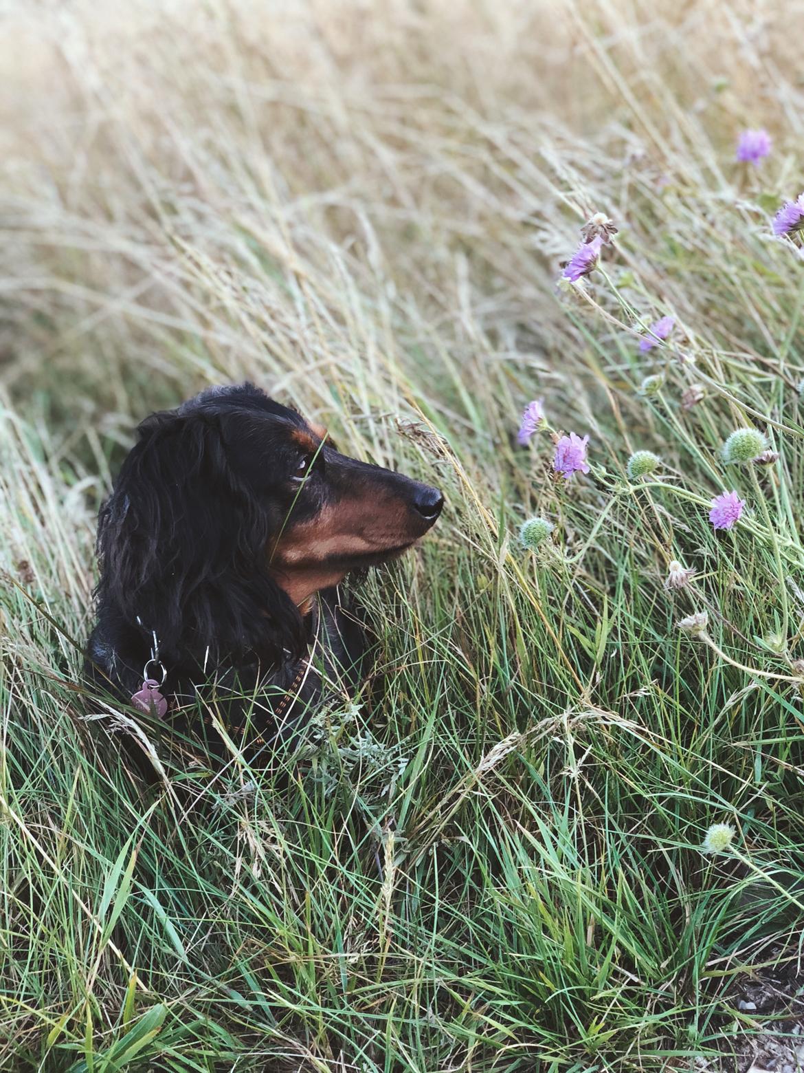 Dværggravhund Sveske billede 24