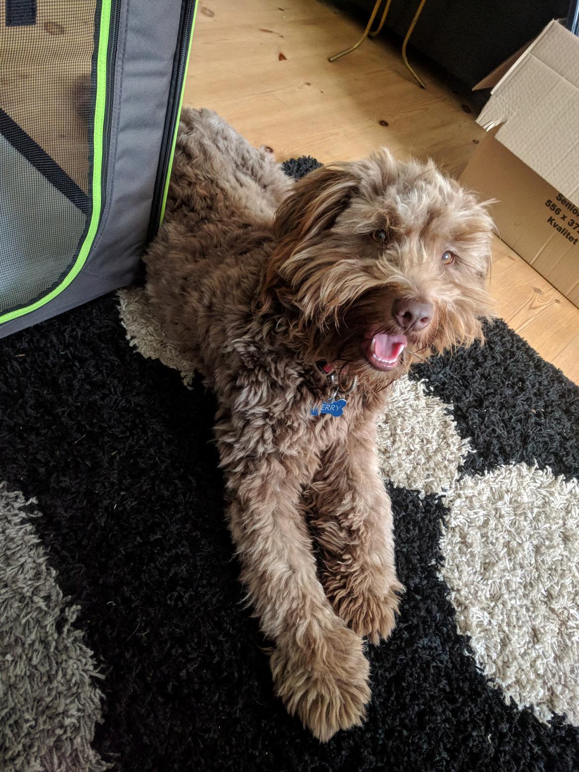 Blanding af racer Terry billede 6