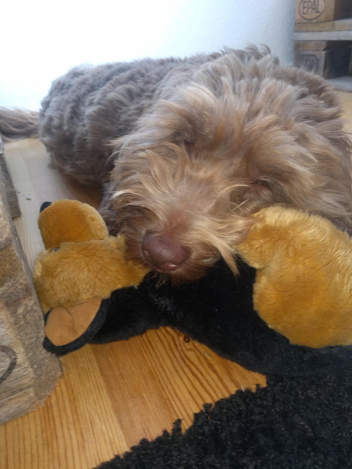 Blanding af racer Terry billede 7