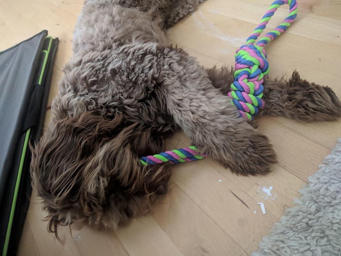 Blanding af racer Terry billede 9