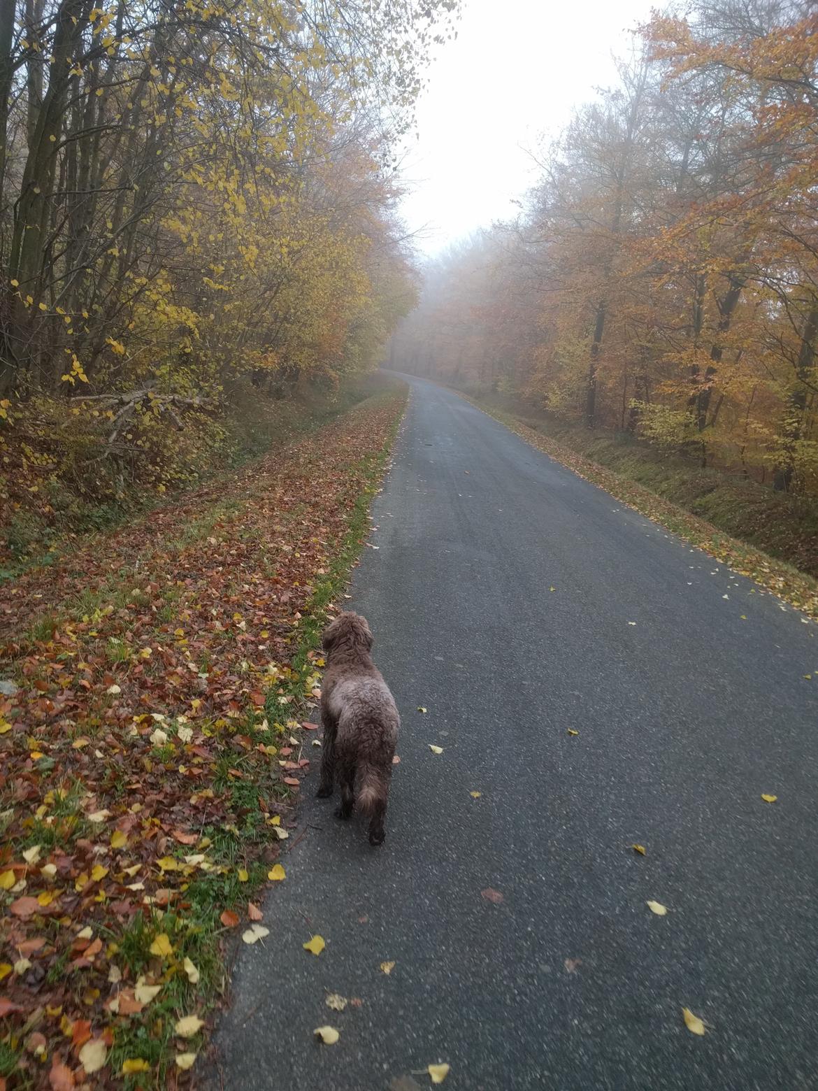 Blanding af racer Terry billede 5