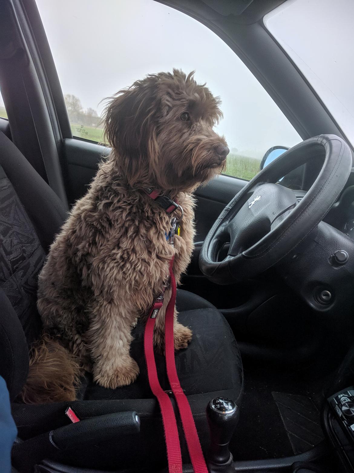 Blanding af racer Terry billede 11