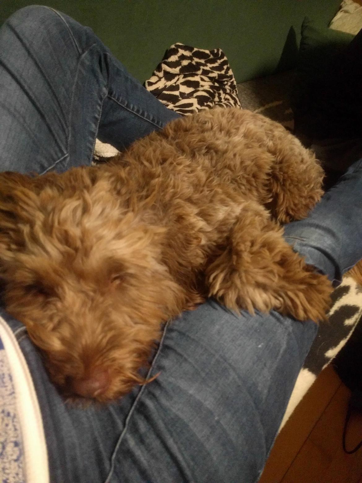 Blanding af racer Terry billede 12