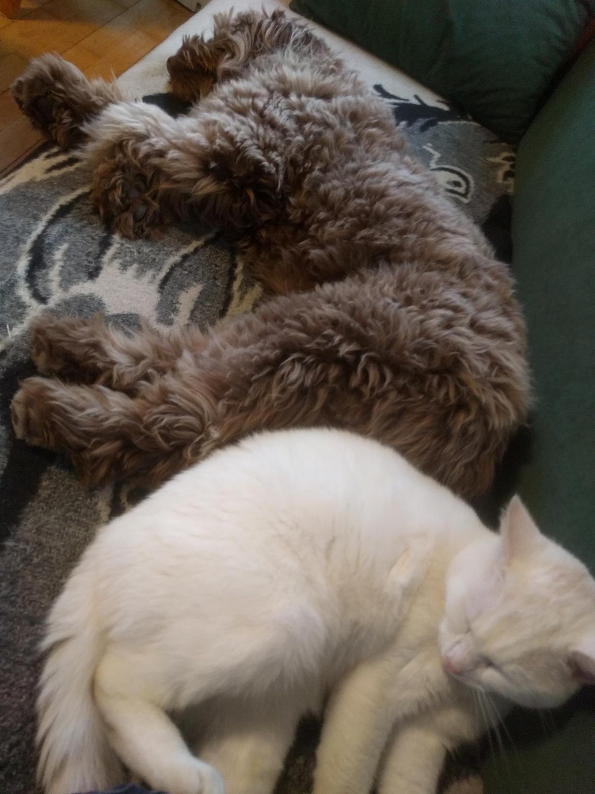 Blanding af racer Terry billede 10