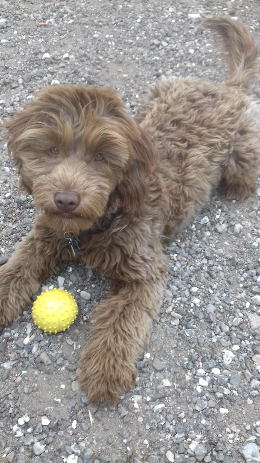 Blanding af racer Terry billede 1