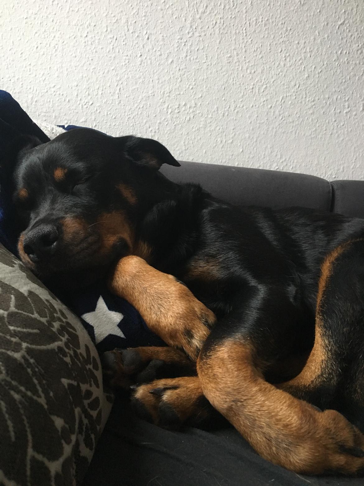 Rottweiler Zia billede 7