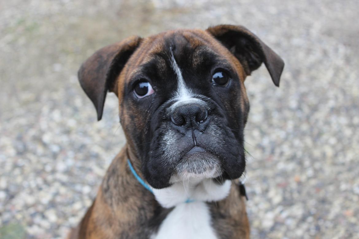 Blanding af racer Bobo billede 1