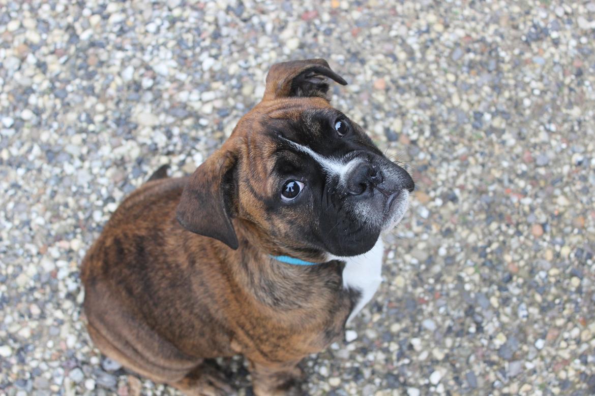 Blanding af racer Bobo billede 2