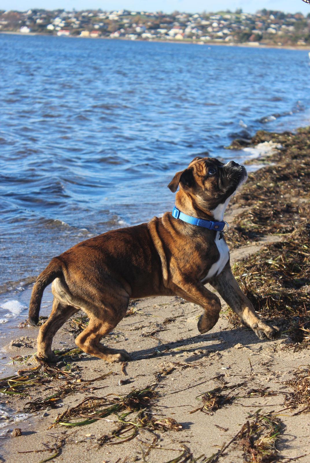 Blanding af racer Bobo billede 3