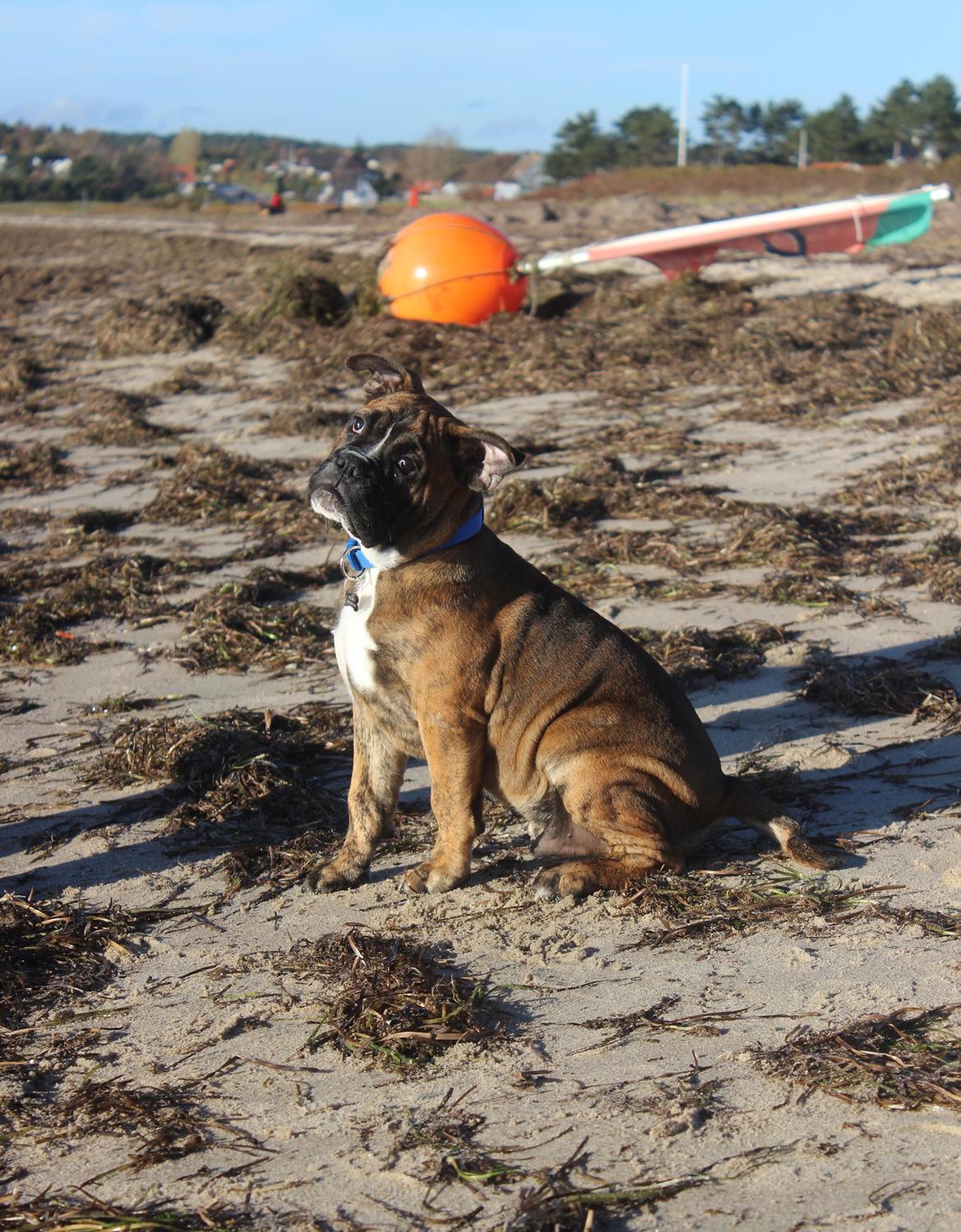 Blanding af racer Bobo billede 4