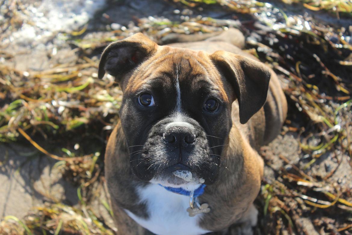 Blanding af racer Bobo billede 6