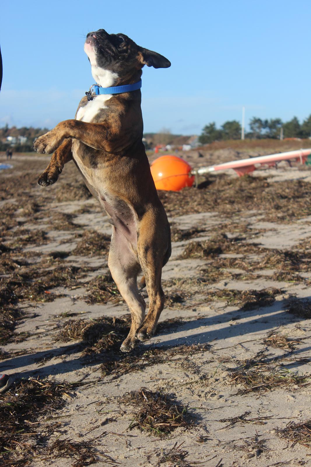 Blanding af racer Bobo billede 5