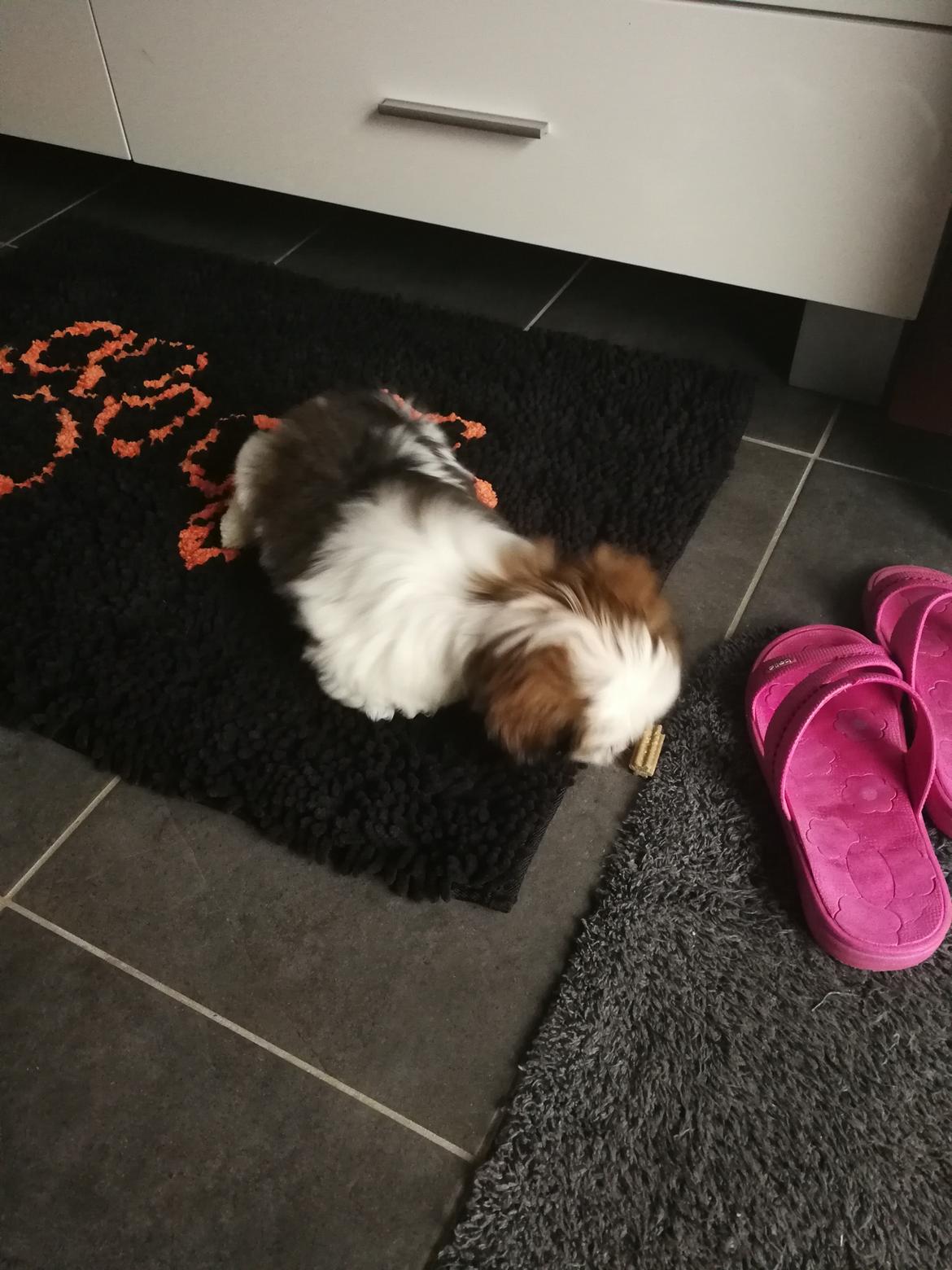 Lhasa apso Mira billede 4