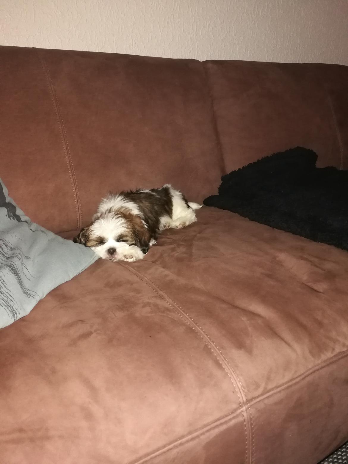 Lhasa apso Mira billede 5